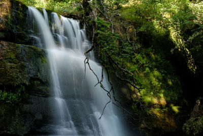 Scenic view of waterfall in forest