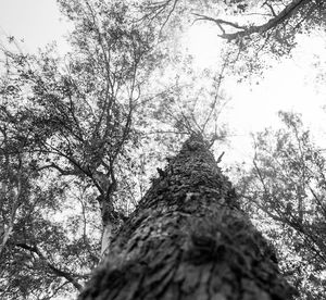 Low angle view of trees in forest against sky