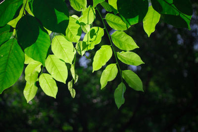 Close-up of green leaves