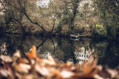 Reflection of trees in lake