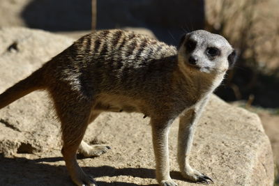 Close-up of an animal on field