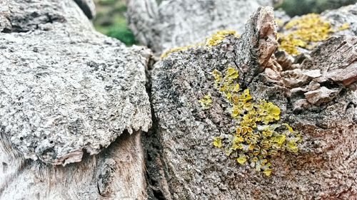Close-up of moss on rock