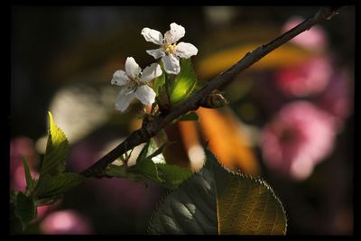 Close-up of white flowers