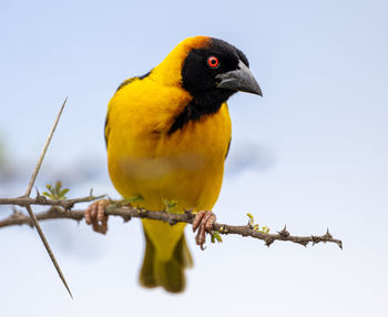 Low angle view of bird perching on branch