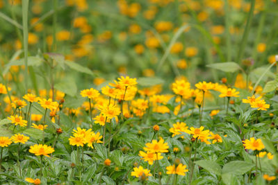Close-up of yellow flowering plants on field
