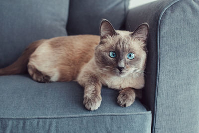 Grumpy unhappy colorpoint blue-eyed cat lying on couch sofa.  fluffy domestic pet