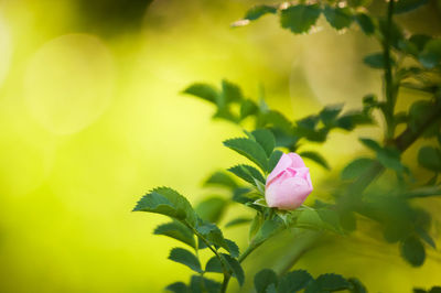 Close-up of pink flowering plant