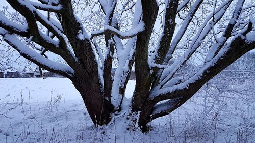 Close-up of bare tree during winter