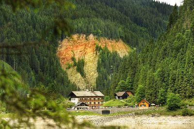 House and trees in forest