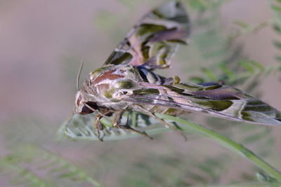 Close-up of insect