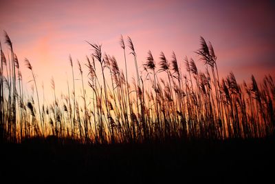 Plants growing on field at sunset