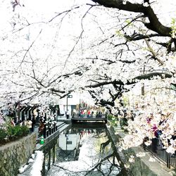 View of cherry blossom from canal