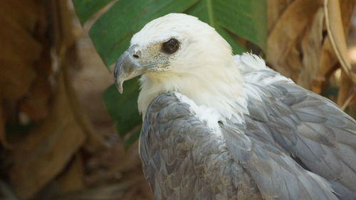 Close-up of eagle