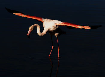 Bird on a lake