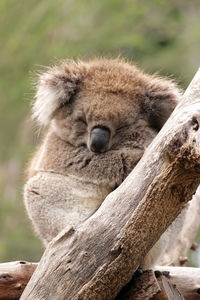 Close-up of a koala sleeping on tree trunk