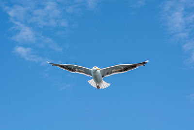 Low angle view of seagull flying in sky