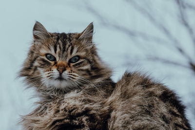 Close-up portrait of tabby cat