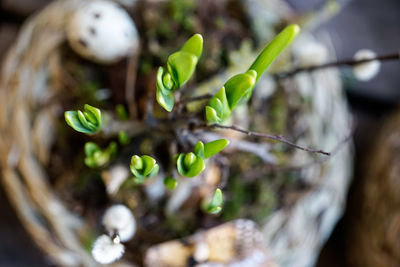 Close-up of fresh green plant