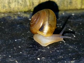 Close-up of snail