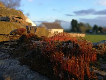 Close-up of plants growing on rock against sky