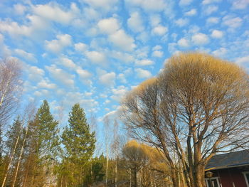 Low angle view of trees against cloudy sky