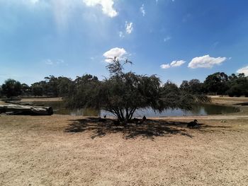 Trees on field against sky