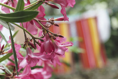 Close-up of pink flowering plant