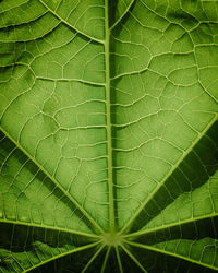 Full frame shot of green leaves