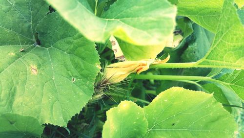 Close-up of insect on plant