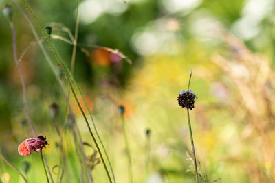 Close-up of butterfly pollinating on flower