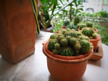 Close-up of potted cactus plant on table