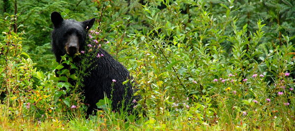 Bear on grass