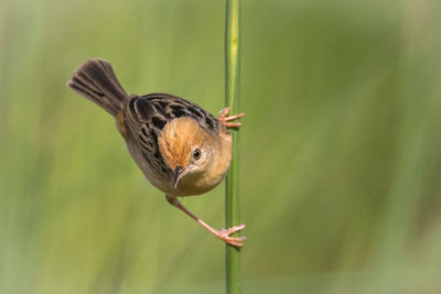 Close-up of bird perching on grass