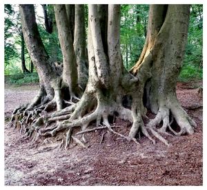 Tree trunk in forest