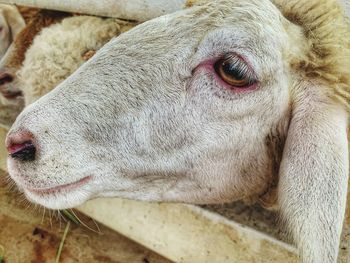 Close-up of cow