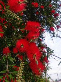 Close-up of red flowering plants against trees