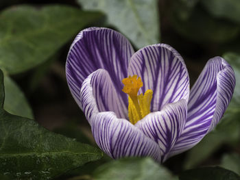 Close-up of purple lotus water lily