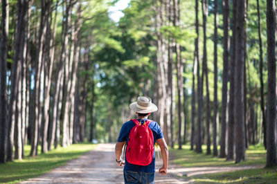 Rear view of woman standing by trees in forest