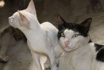 Close-up of a cat looking away and camera