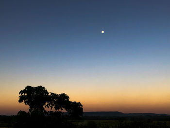 Silhouette tree against sky during sunset