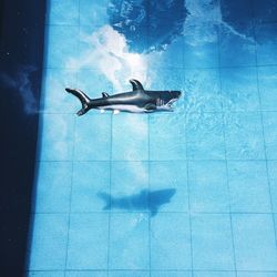 Woman swimming in pool
