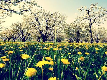 Close-up of yellow flowers blooming on field