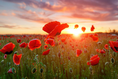 Close-up of yellow flowering plants on field against sky during sunset