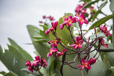 Close-up of insect on pink flowers blooming against sky