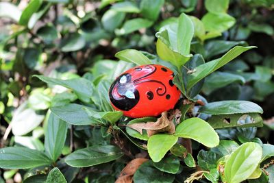 Close-up of ladybug on leaf