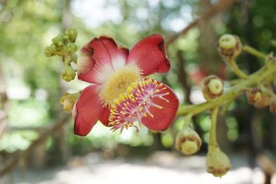 Close-up of red flowering plant