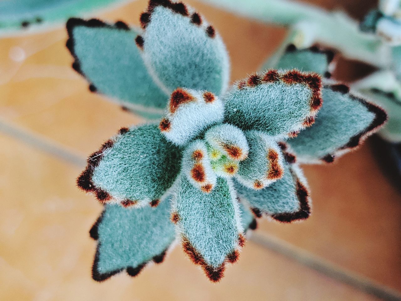 HIGH ANGLE VIEW OF GREEN PLANT ON TABLE