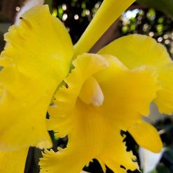 Close-up of yellow flower