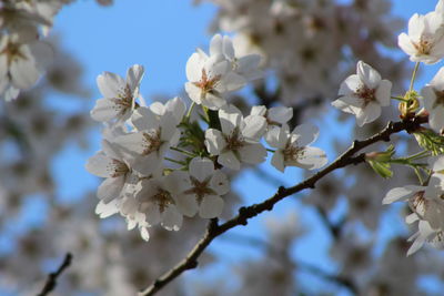 Low angle view of cherry blossoms