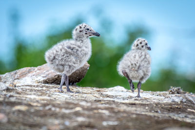 Close-up of birds in nest